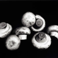 Still life of mushrooms, NY, 1966